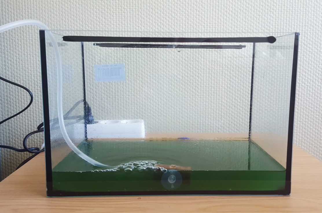 Lancez un aquarium à spiruline ! La Voie Bleue